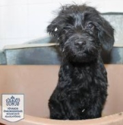 hannahillatosl 180.jpg