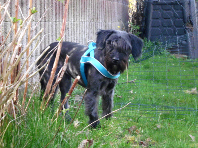 Tori, Menta ist zu Besuch, Anni krank 096.JPG