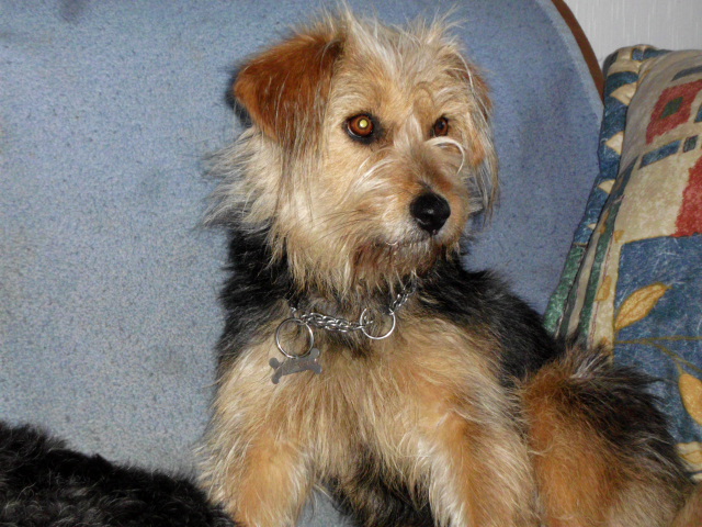 Tori, Menta ist zu Besuch, Anni krank 034.JPG