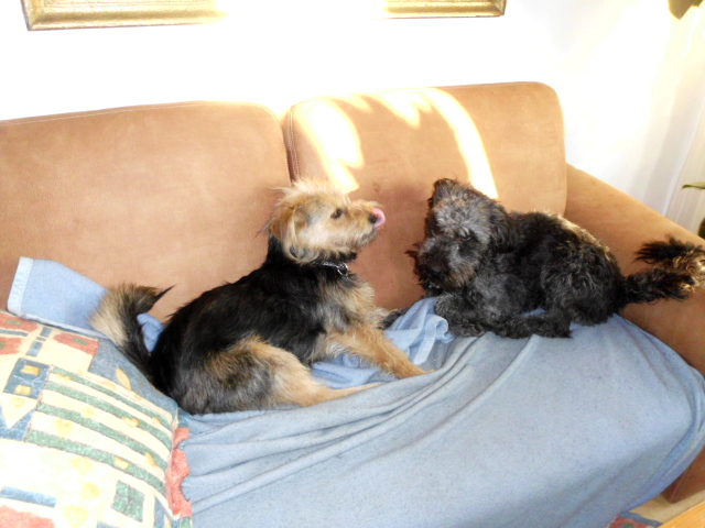 Tori, Menta ist zu Besuch, Anni krank 046.JPG