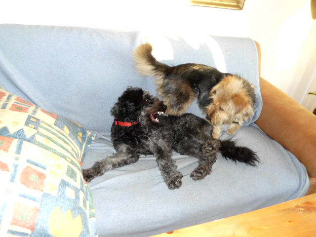 Tori, Menta ist zu Besuch, Anni krank 041.JPG