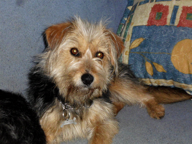 Tori, Menta ist zu Besuch, Anni krank 037.JPG