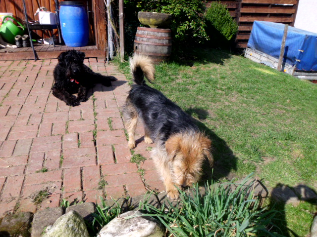 Tori, Menta ist zu Besuch, Anni krank 048.JPG