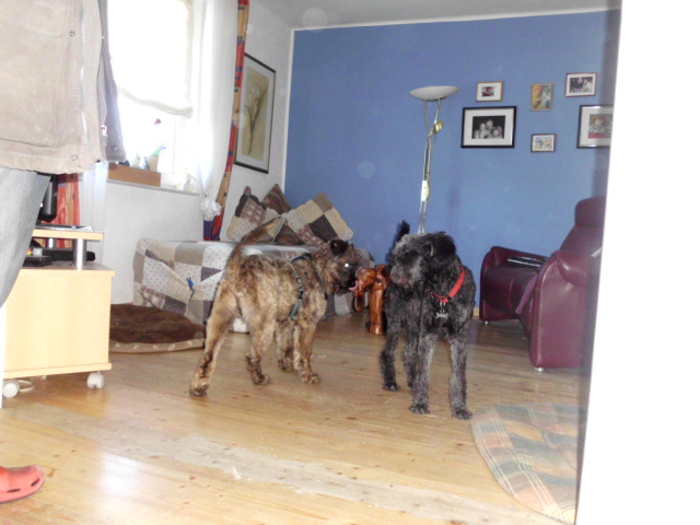 Perro, Spaziergang mit den Kindern 020.JPG