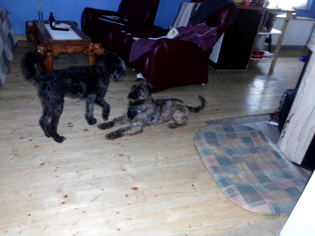 Perro, Spaziergang mit den Kindern 030.JPG