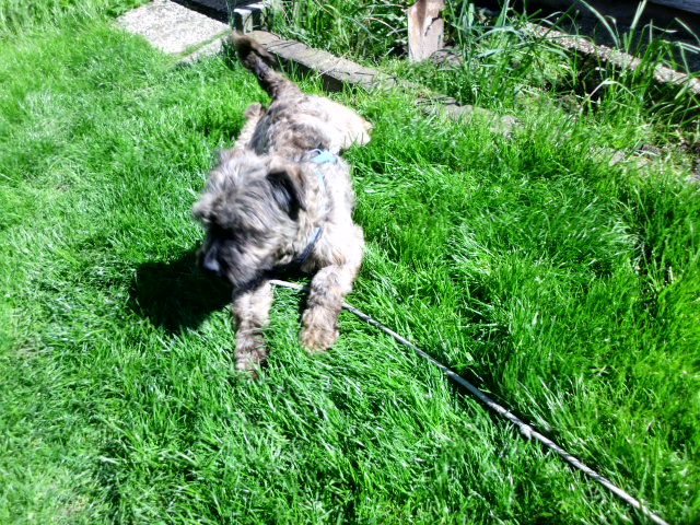 Perro, Spaziergang mit den Kindern 040.JPG