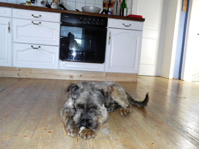 Perro, Spaziergang mit den Kindern 048.JPG