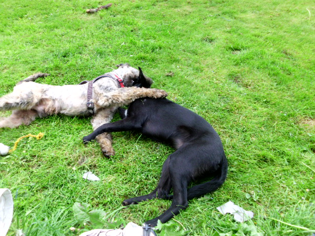 Coco und Pero 078.JPG