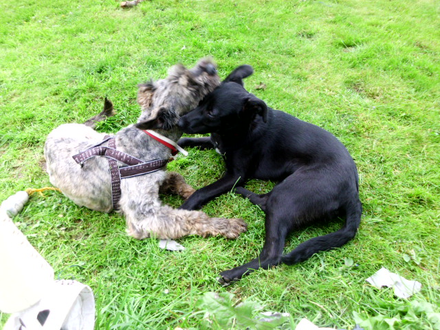 Coco und Pero 075.JPG