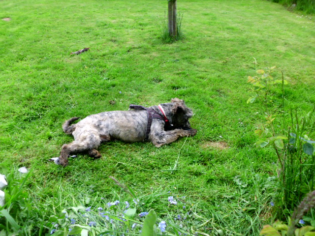 Coco und Pero 072.JPG