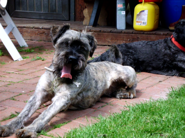 Coco und Pero 015.JPG