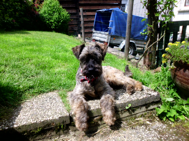 Coco und Pero 011.JPG