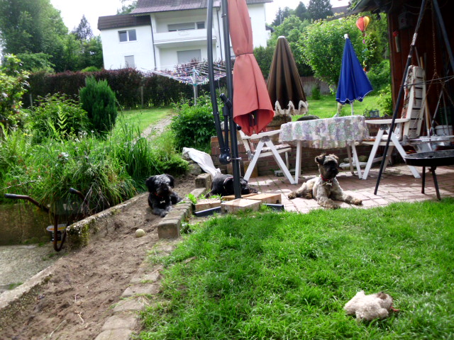 Coco und Pero 003.JPG