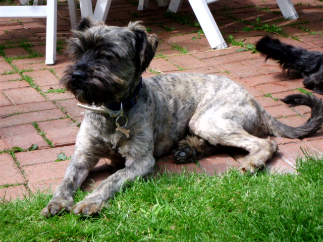 Coco und Pero 017.JPG