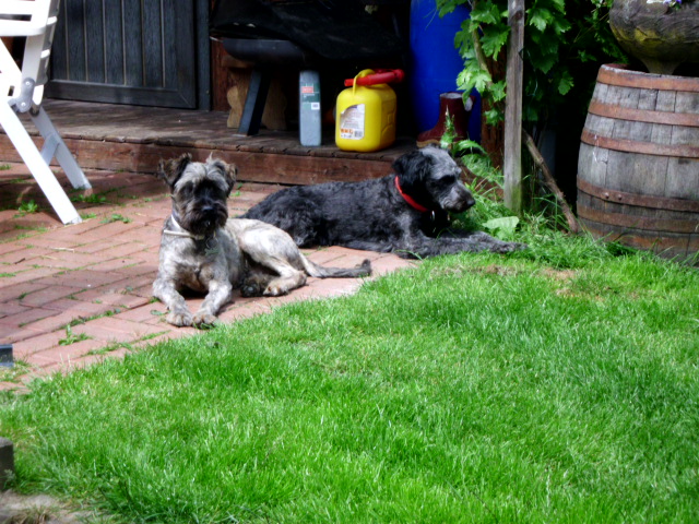 Coco und Pero 013.JPG