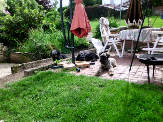 Coco und Pero 002.JPG