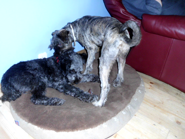 Pero und Olga 009.JPG