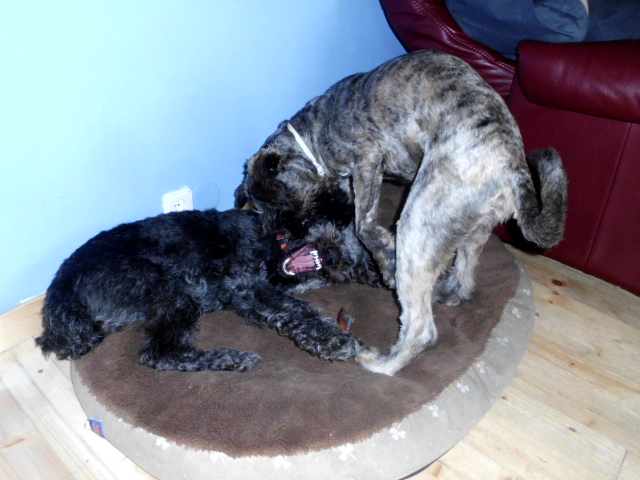 Pero und Olga 010.JPG