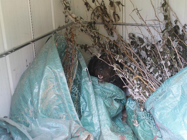 Boris auf Mäusejagt.jpg