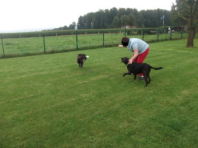 Boris soll apportieren lernen.jpg