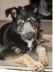 Toni 180 Russland 2014.png