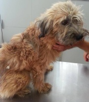 Luke 180 Rumänien Okt 2014.jpg