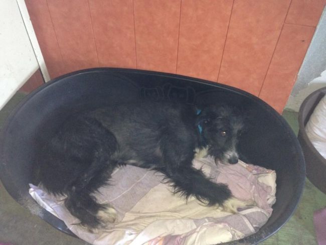 Wooly in seiner PS in Deutschland.jpg