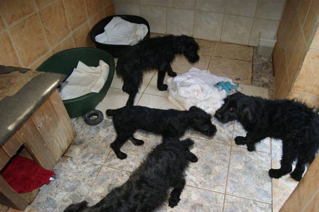 Spring, Summer, Autunm und Winter1.jpg