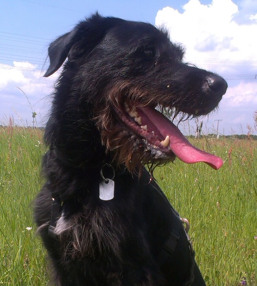 Blacky Aschaffenburg.jpg