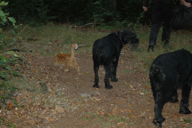 Herrchen trägt die Beute nach Hause.JPG