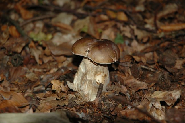 kuck mal was wir gefunden haben.JPG