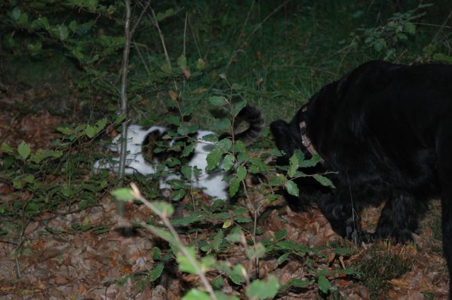 ok wir suchen mit.JPG