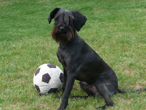 Fricci mit Ball.JPG