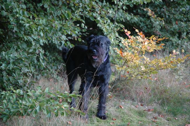 hier müsst ihr nachsehen ich habe was gefunden.JPG