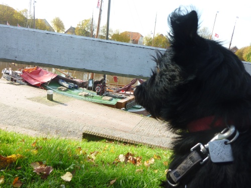 Tofi Caroliensiel.jpg