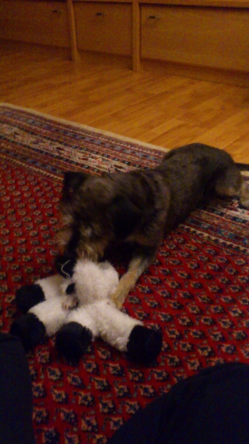 Ronny 3604 (360x640).jpg