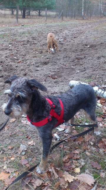 Ronny 027 (360x640).jpg