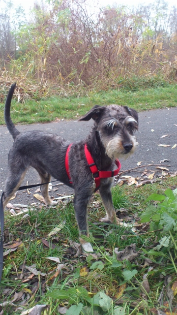 Ronny 010 (360x640).jpg