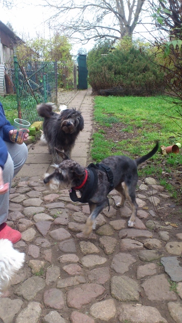 pico 056 (2) (360x640).jpg