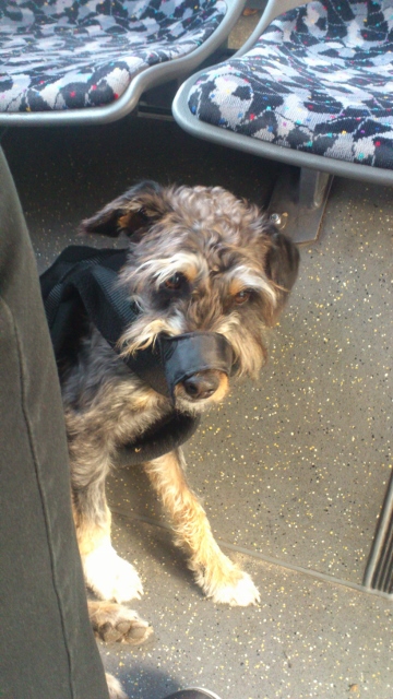 Ron 075 (360x640).jpg