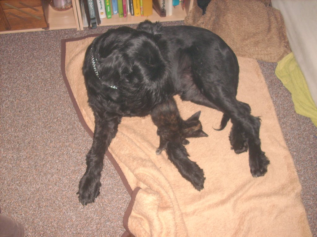 Immer diese Stolperfallen.jpg