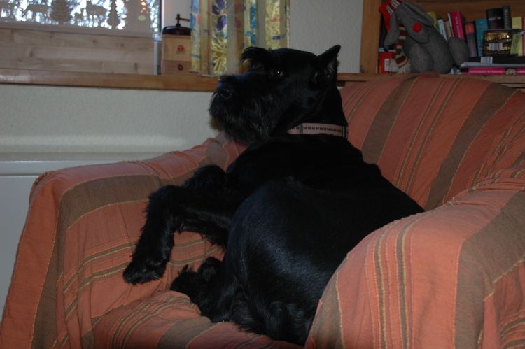 Großer Hund kleiner Sessel geht.jpg