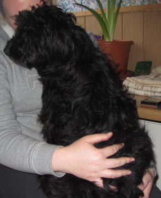 Schoßhund Hanni.JPG