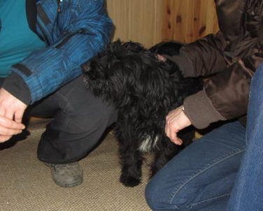 neugierige Hanni.JPG