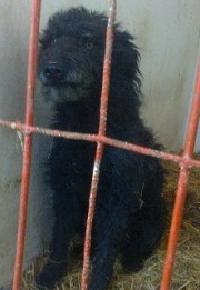 Bobita - Filly 180.jpg