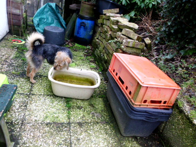 Raja, Toti, Justus u. Konstantin 133.JPG